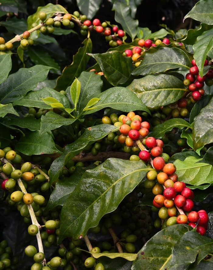 cofee product 2