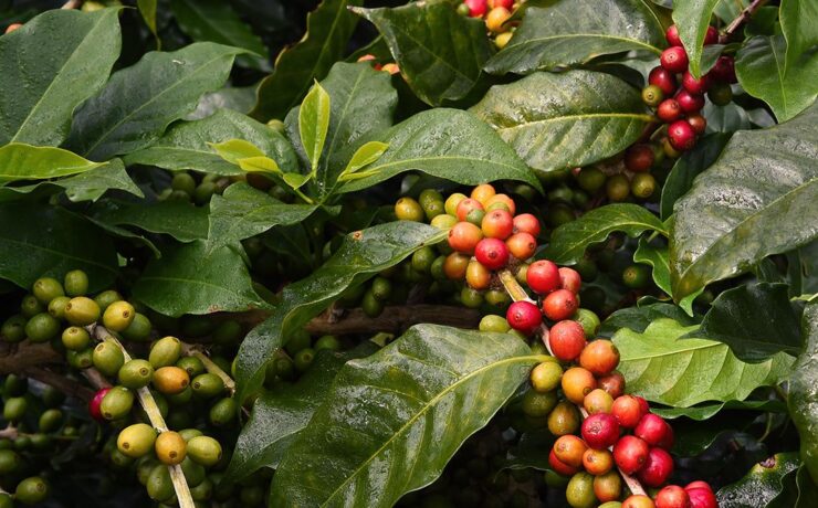 cofee product 2