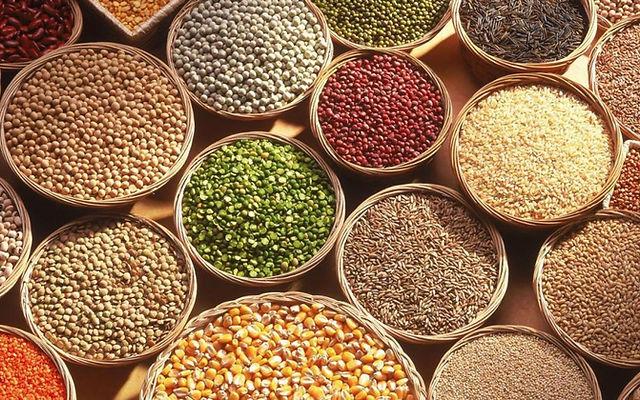 oilseed insight