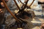 Ethiopian Coffee Processing Methods